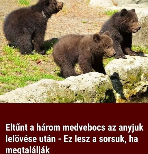 Eltűnt a három medvebocs az anyjuk lelövése után – Ez lesz a sorsuk, ha megtalálják