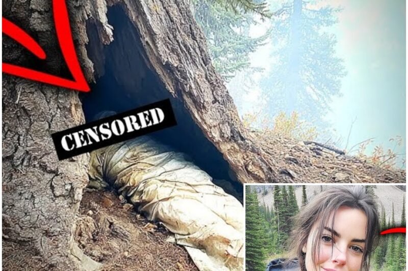 Egy nő eltűnt Montanában – négy évvel később holttestét egy elszáradt fa belsejében találták meg